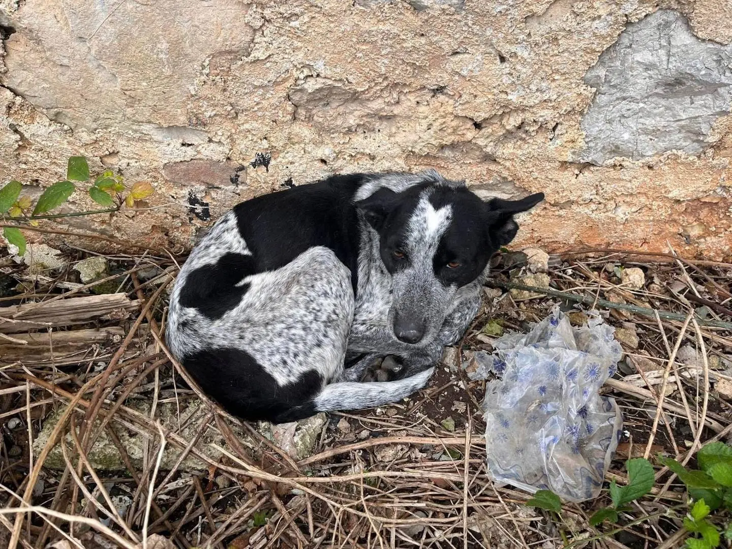 Adotta il cane Flora a Palermo