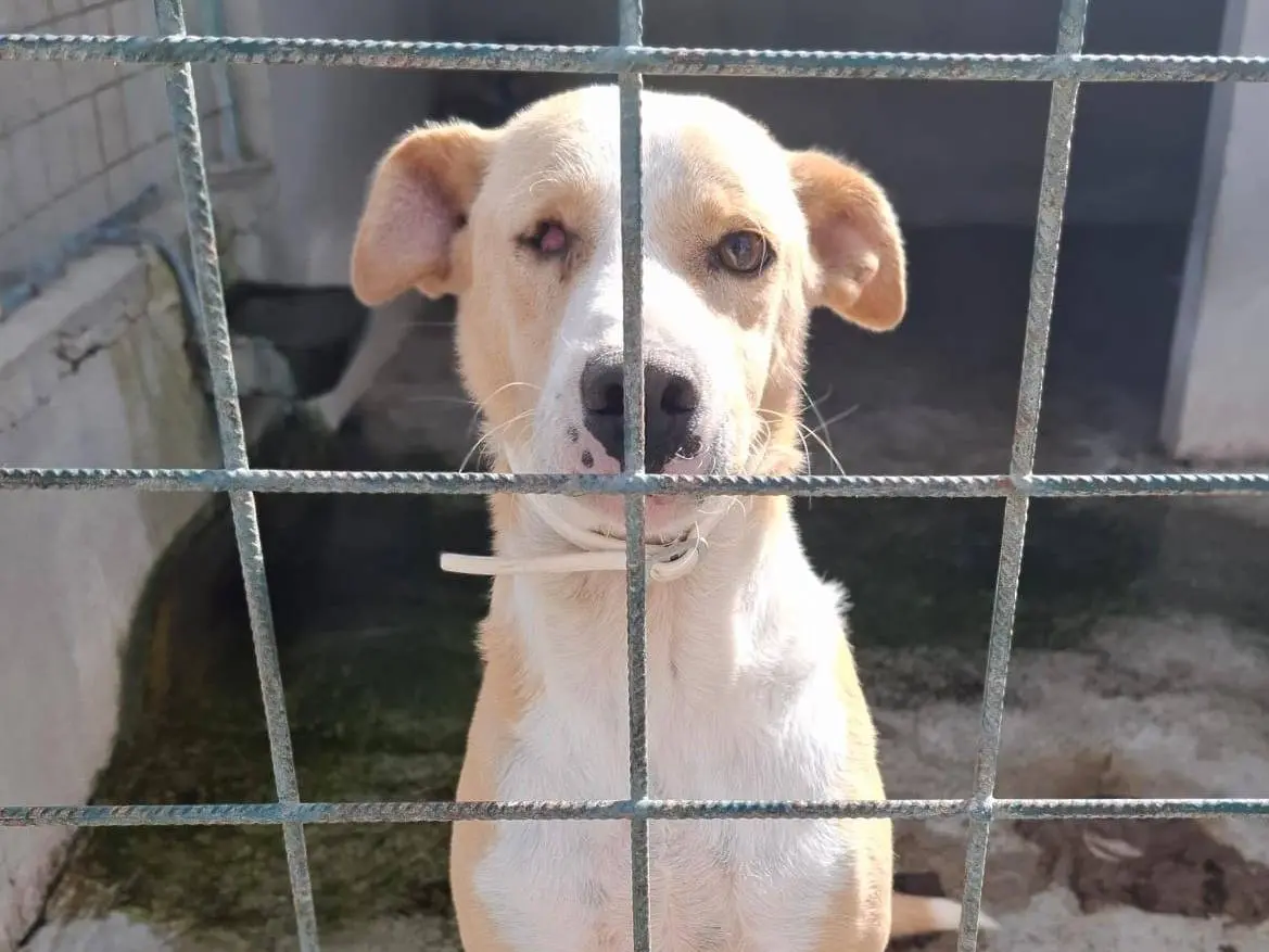 Adotta un cane, taglia media, femmina, Asti