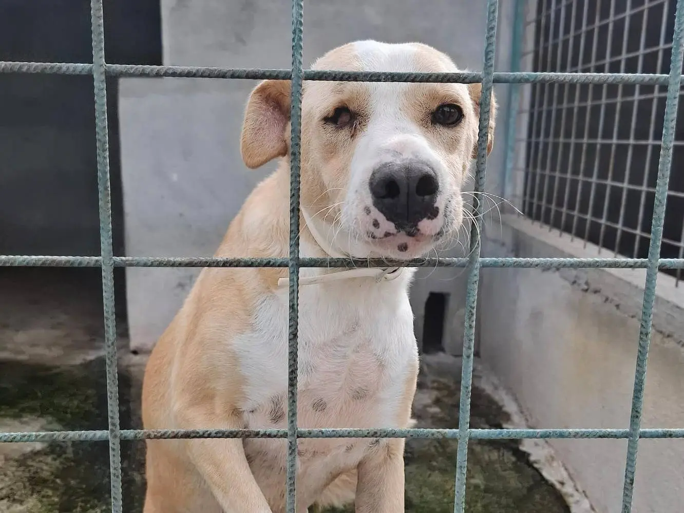Adotta un cane, femmina, 5 anni e 4 mesi, Asti