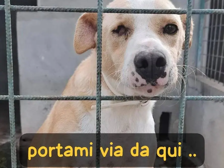 Adozione cane, femmina, Razza sconosciuta Razza sconosciuta, 5 anni e 4 mesi, taglia media, Asti