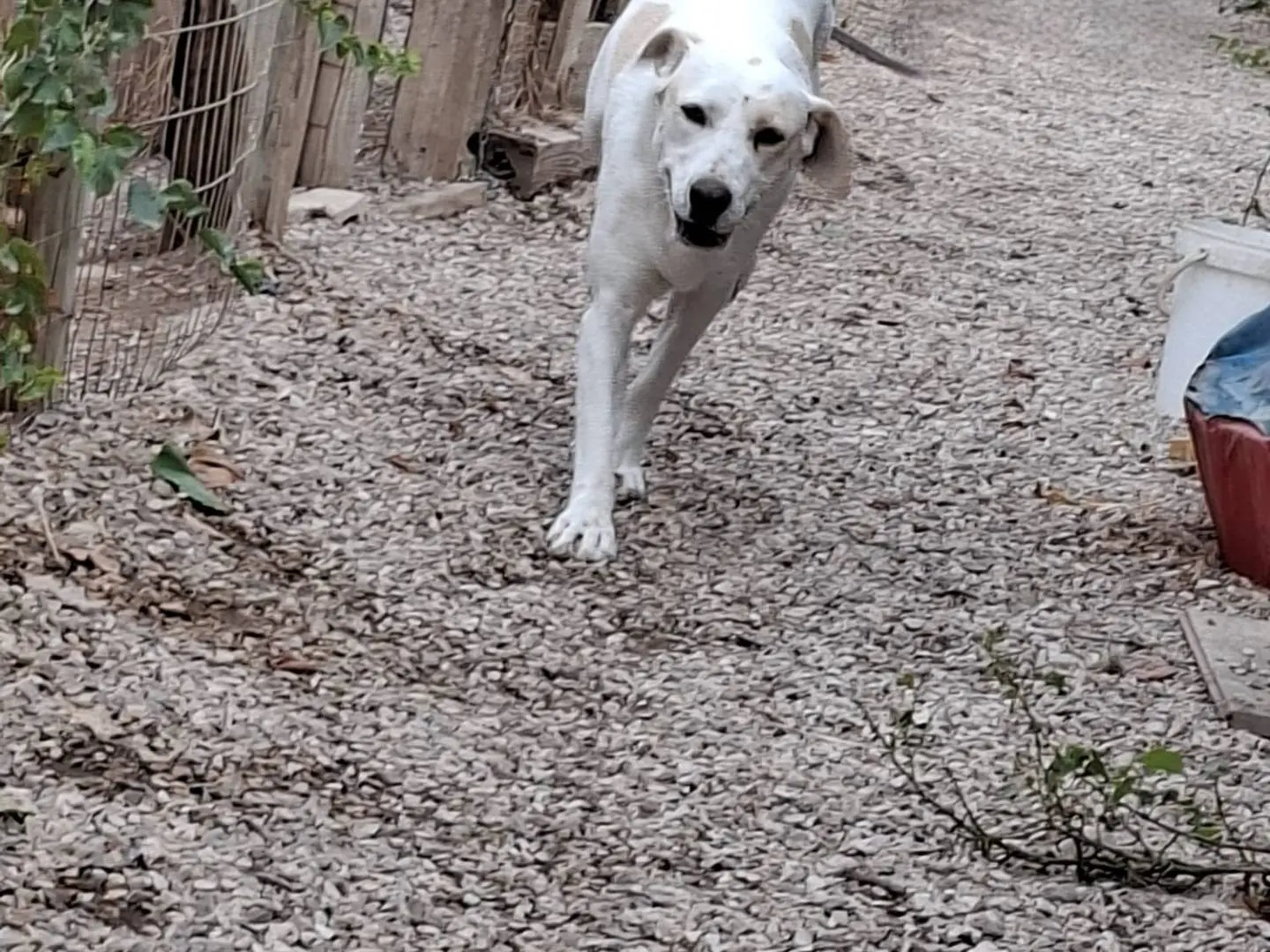 Vuoi adottare un cane a Taranto?