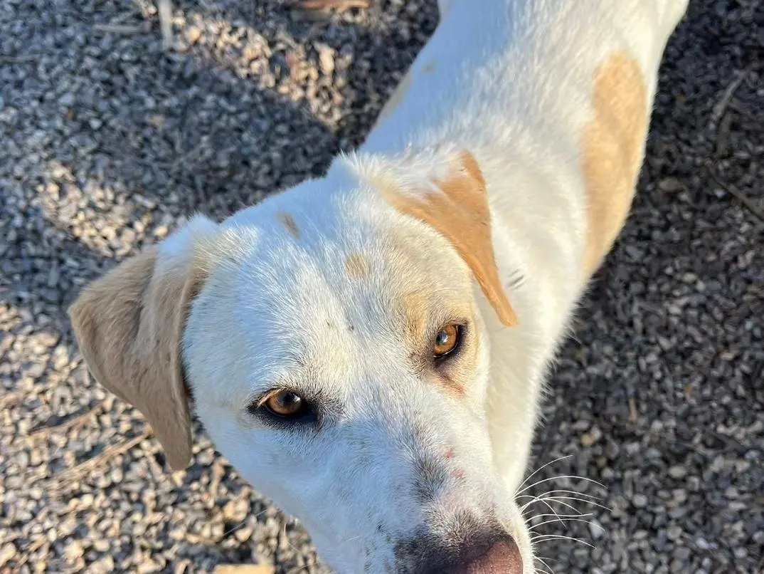Adotta un cane, taglia media, femmina, Taranto