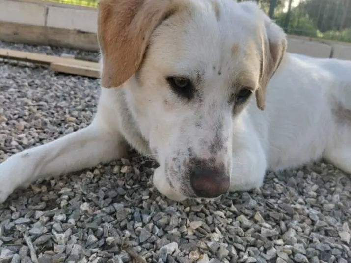 Adotta un cane, femmina, 1 anno e 8 mesi, Taranto