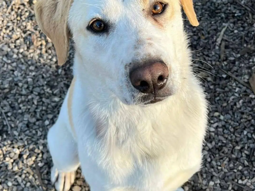 Adozione cane, femmina, Razza sconosciuta Razza sconosciuta, 1 anno e 8 mesi, taglia media, Taranto
