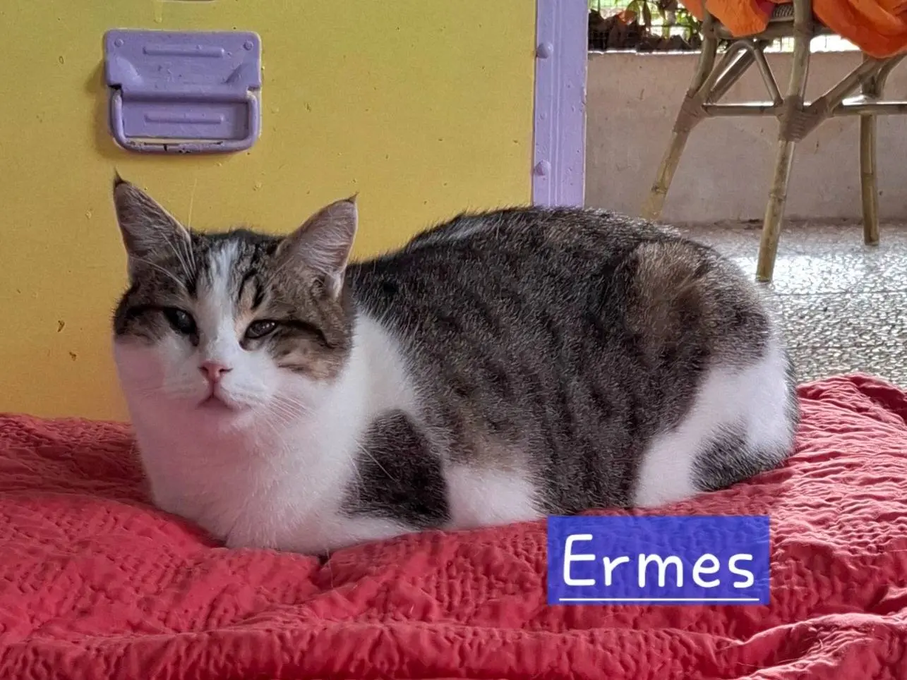 Adotta un gatto, maschio, 2 anni, Latina
