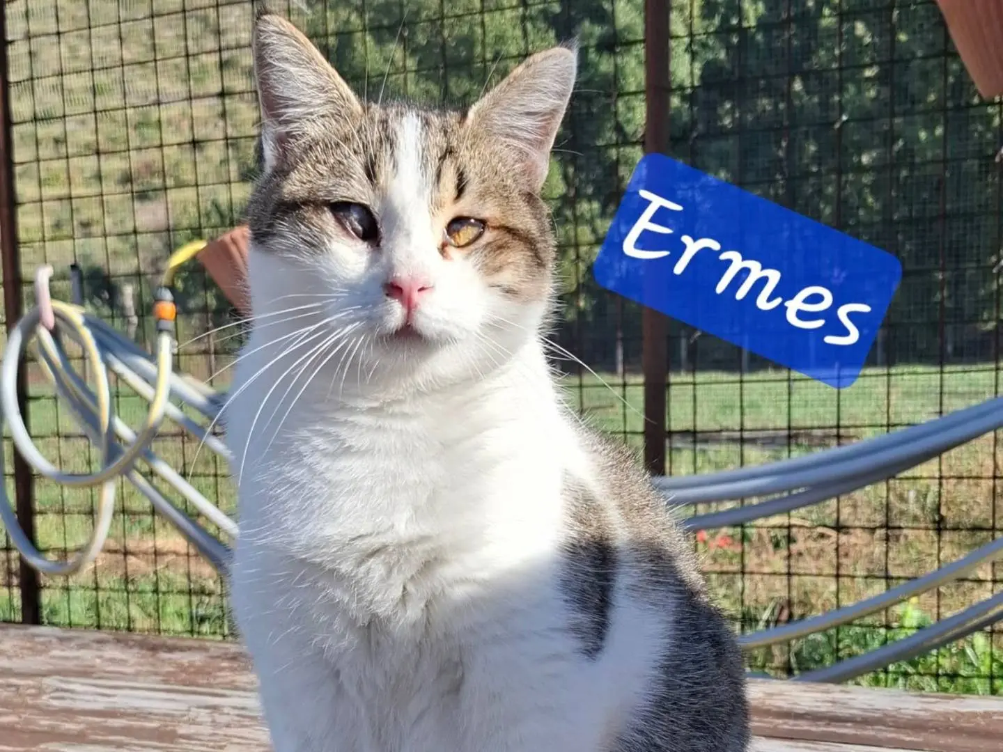 Adozione gatto, maschio, Razza sconosciuta Razza sconosciuta, 2 anni, taglia non valida, Latina