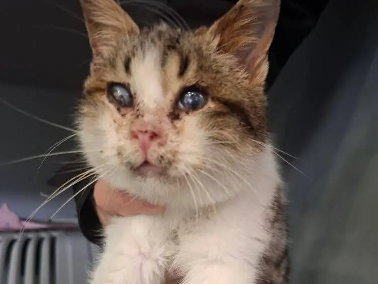 Adotta un gatto, taglia non valida, maschio, Latina