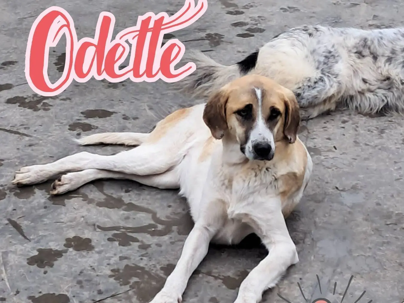 Adozione cane, femmina, Razza sconosciuta Razza sconosciuta, 2 anni e 9 mesi, taglia media, Torino