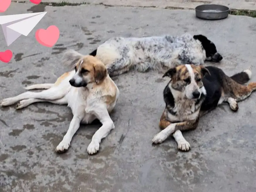 Adotta un cane, femmina, 2 anni e 9 mesi, Torino