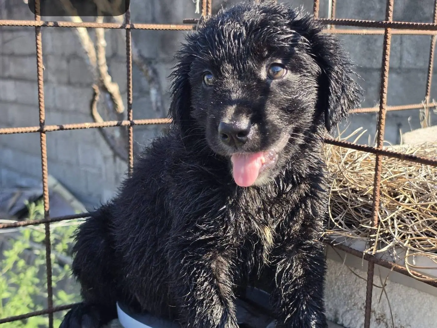 Adotta un cane, taglia media, femmina, Milano