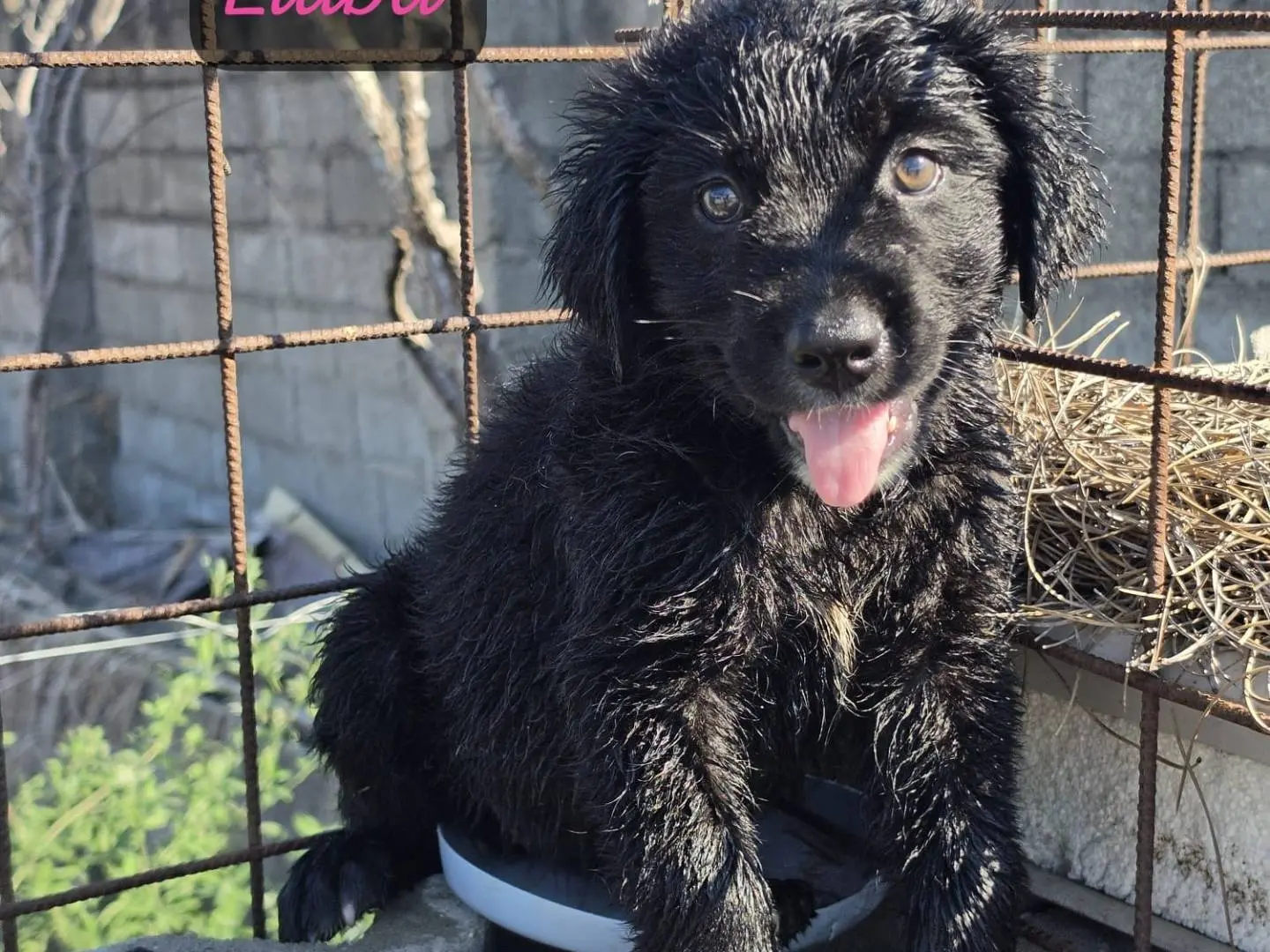 Adotta un cane, femmina, 4 mesi, Milano