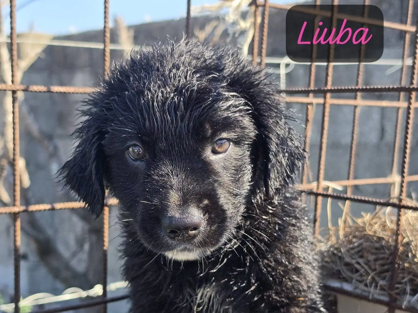 Adozione cane, femmina, Razza sconosciuta Razza sconosciuta, 4 mesi, taglia media, Milano