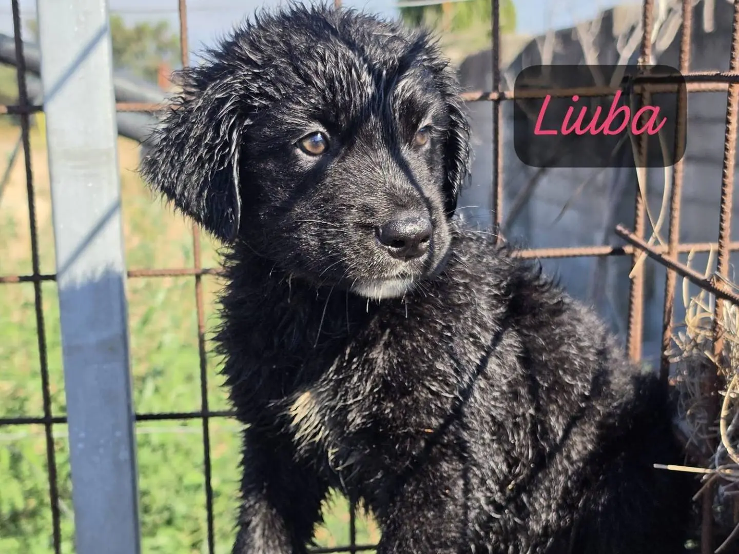 Vuoi adottare un cane a Milano?