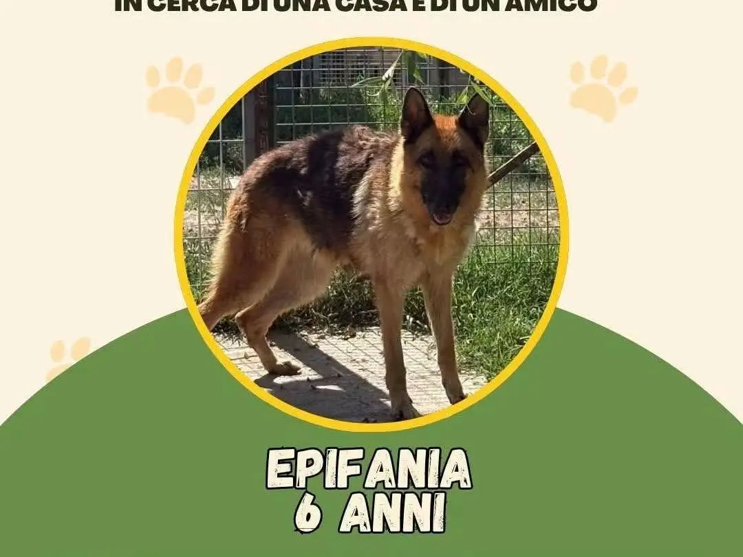 Adozione cane, femmina, Pastore tedesco Razza sconosciuta, 6 anni e 1 mese, taglia grande, Vibo