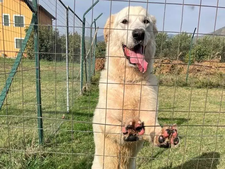 Adotta un cane, maschio, 8 anni e 8 mesi, Milano