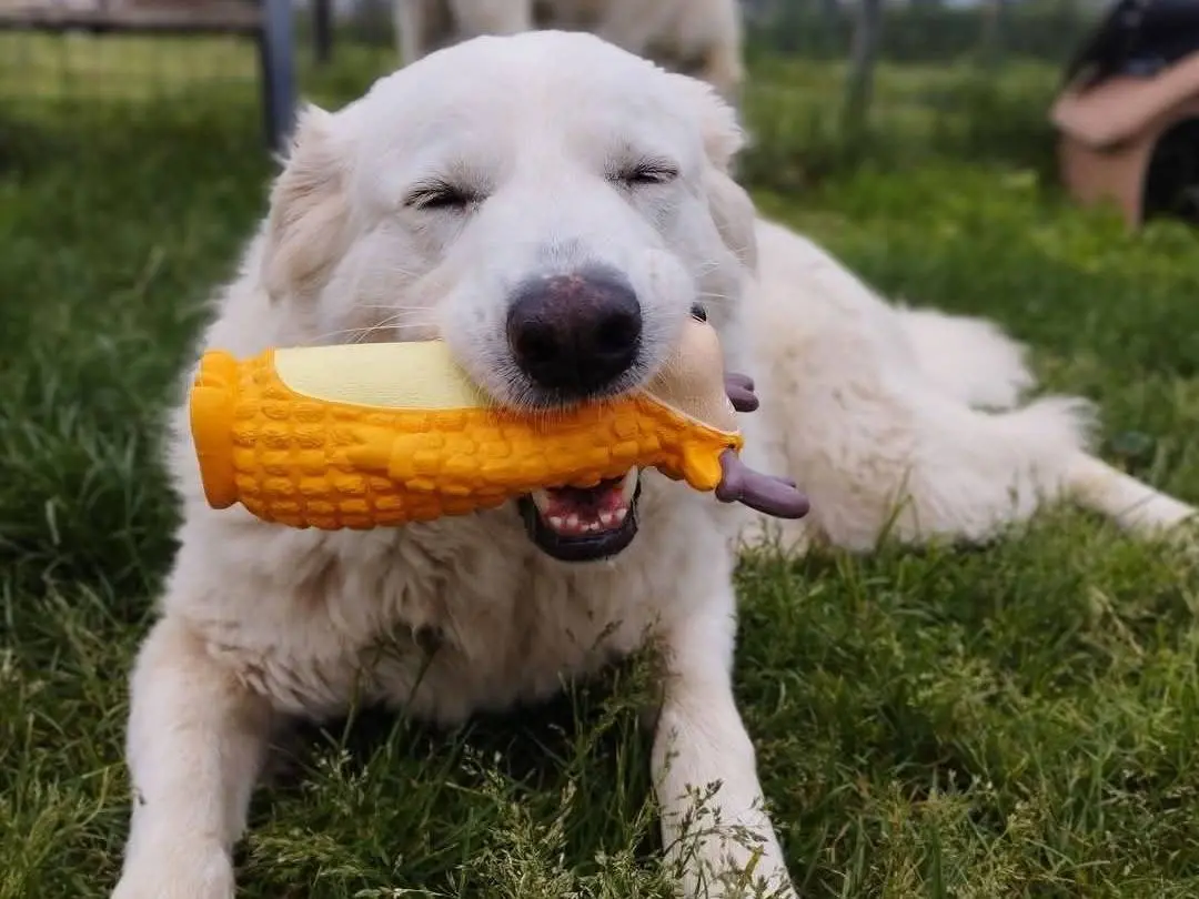 Adozione cane, maschio, Pastore maremmano Razza sconosciuta, 8 anni e 8 mesi, taglia media, Milano