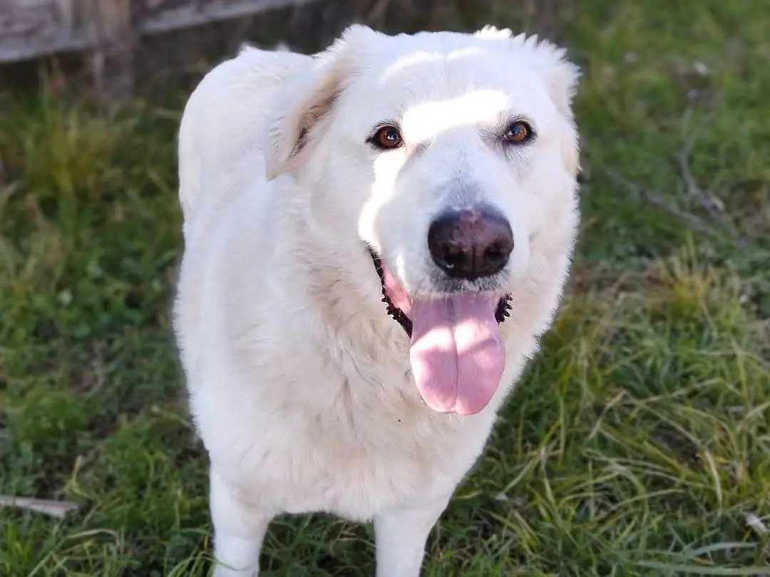 Adotta un cane, taglia media, maschio, Milano