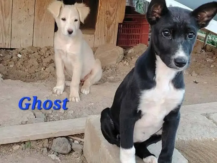 Adotta un cane, taglia media, femmina, Catania