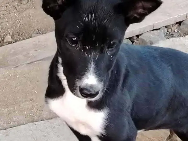 Vuoi adottare un cane a Catania?