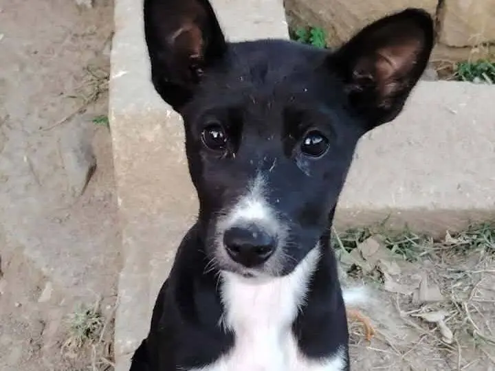 Adotta un cane, femmina, 1 anno, Catania