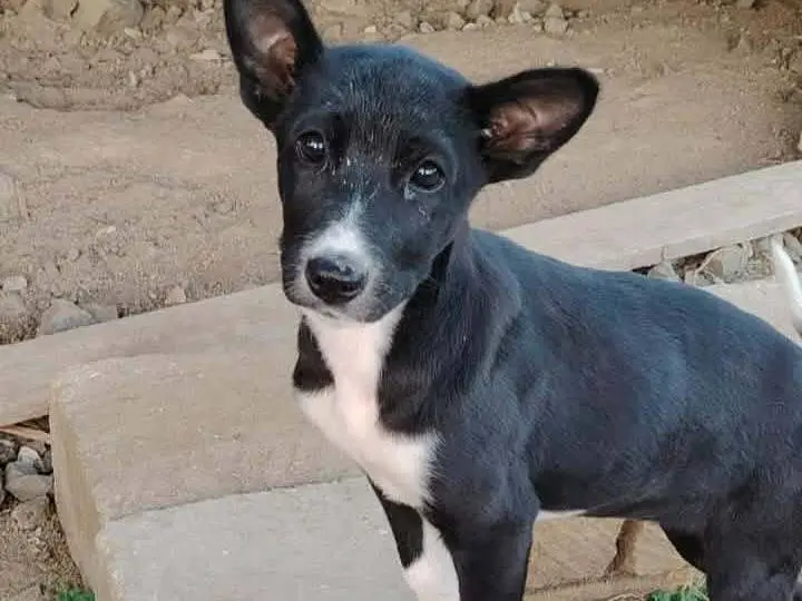 Adozione cane, femmina, Razza sconosciuta Razza sconosciuta, 1 anno, taglia media, Catania