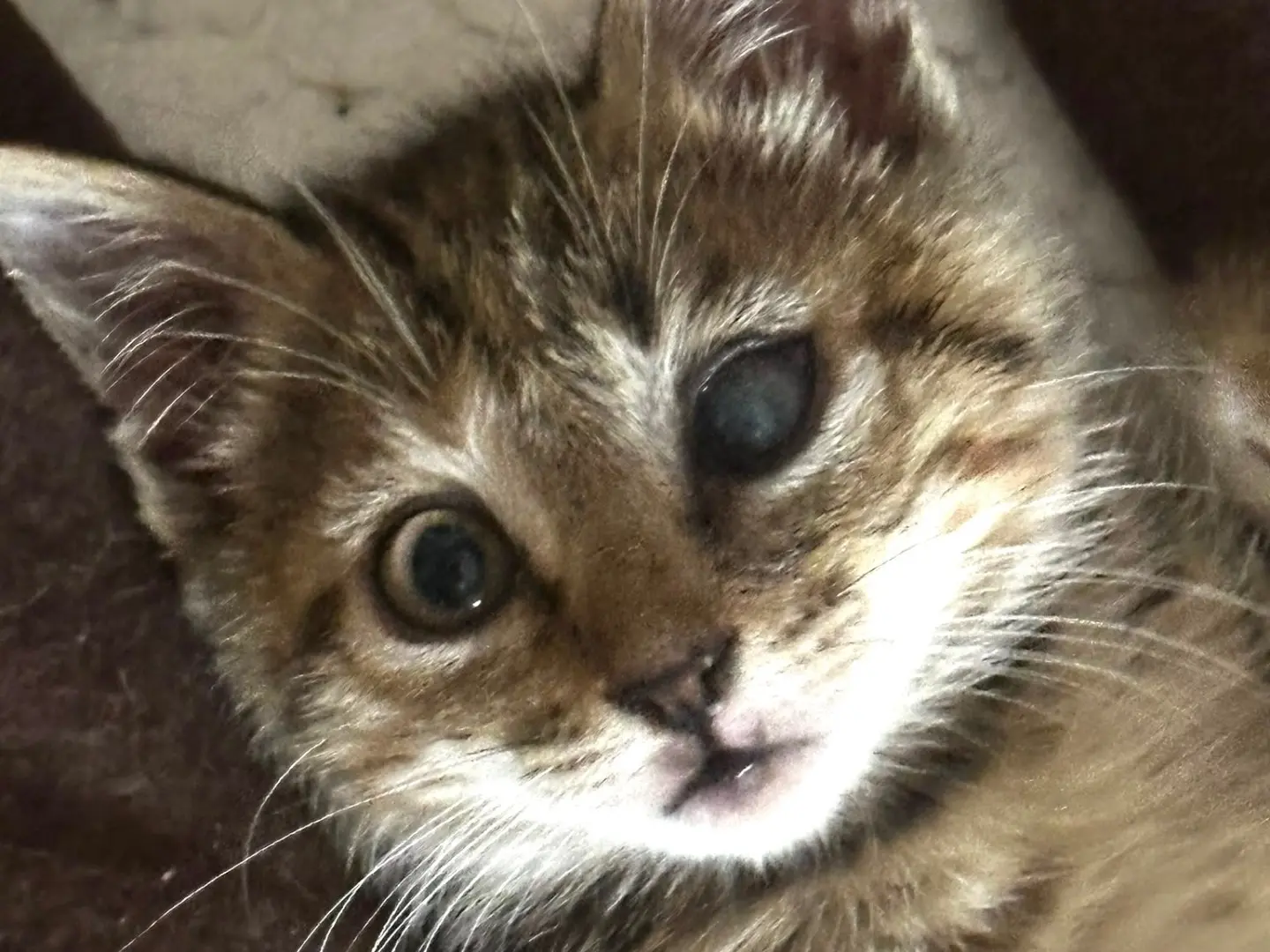 Adotta un gatto, taglia non valida, femmina, Latina