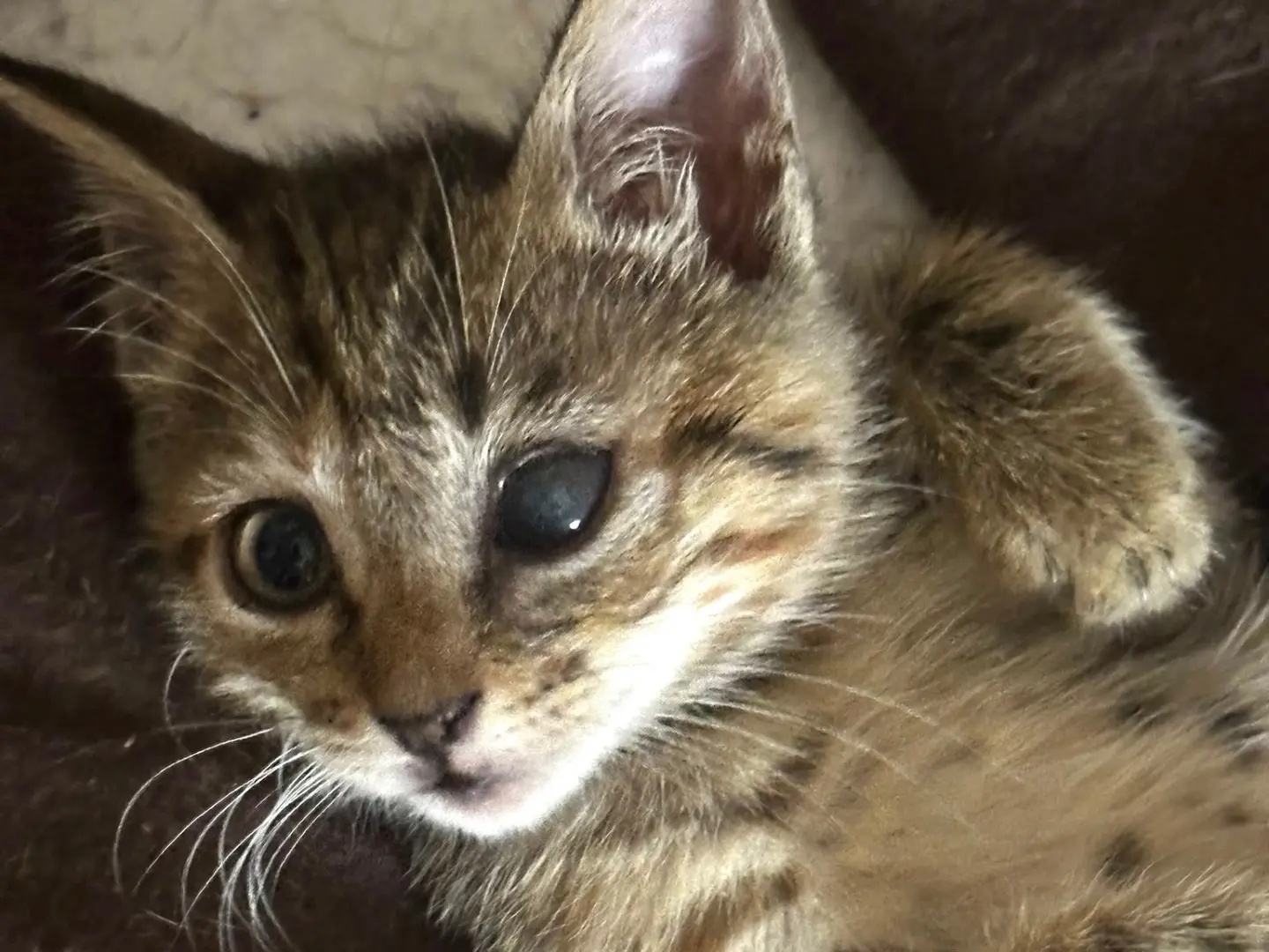 Adotta un gatto, femmina, 1 mese, Latina