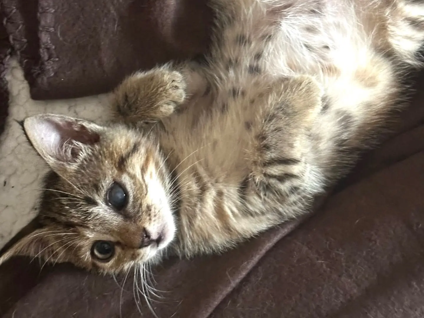 Adotta il gatto Tommasina a Latina