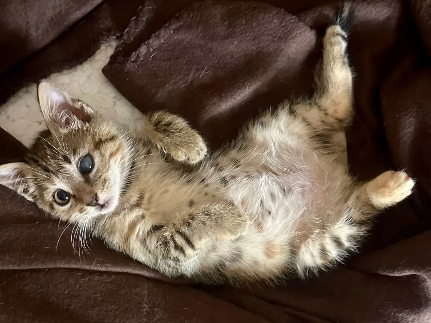 Adozione gatto, femmina, Razza sconosciuta Razza sconosciuta, 1 mese, taglia non valida, Latina