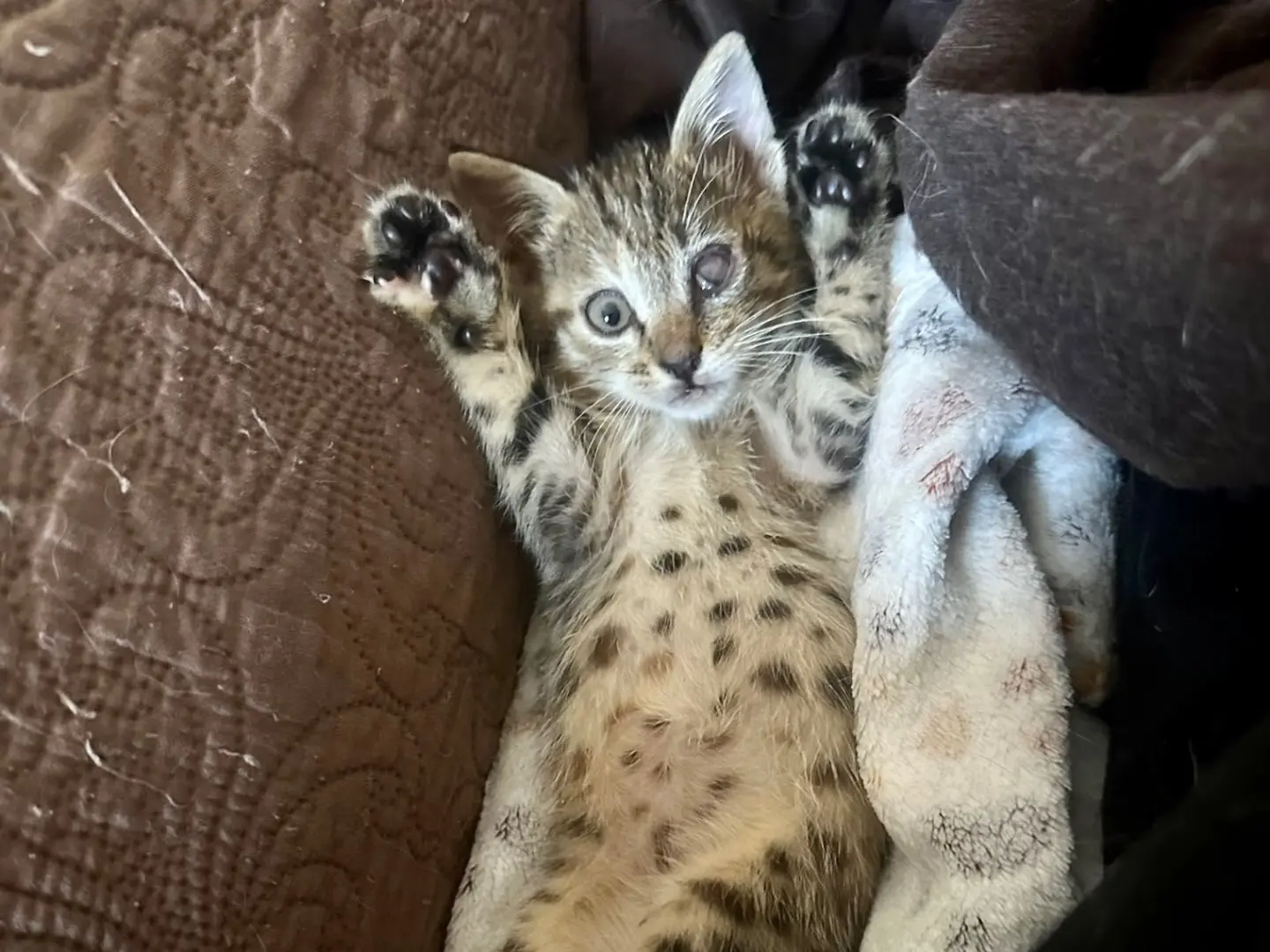 Vuoi adottare un gatto a Latina?