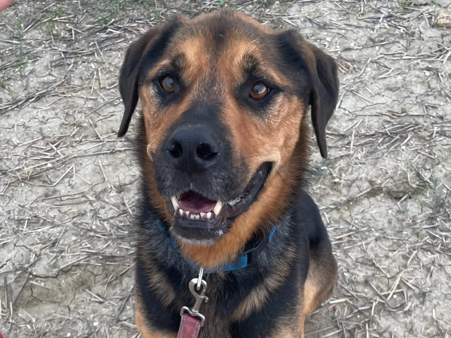 Adozione cane, maschio, Pastore tedesco Razza sconosciuta, 9 anni e 6 mesi, taglia media, Pisa