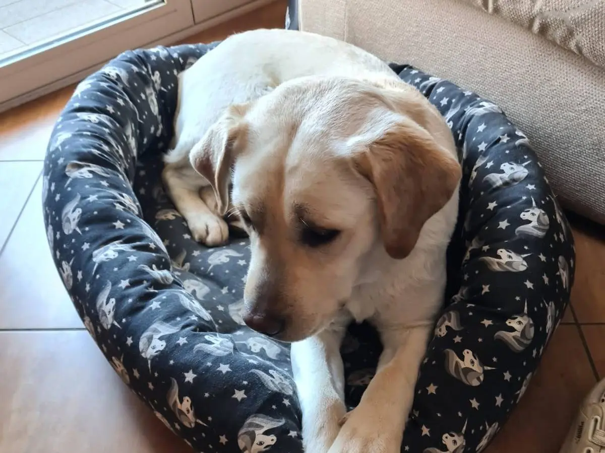 Adotta un cane, taglia grande, maschio, Vibo