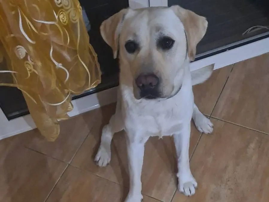 Adotta un cane, maschio, 6 anni e 11 mesi, Vibo