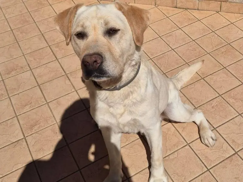 Adozione cane, maschio, Labrador Retriever Razza sconosciuta, 6 anni e 11 mesi, taglia grande, Vibo