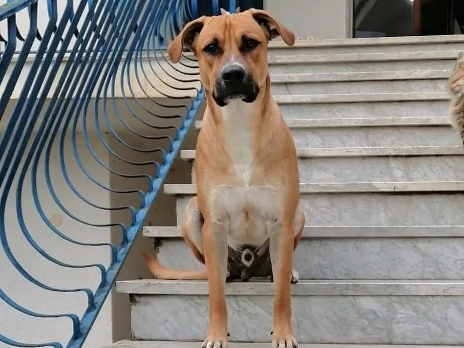 Vuoi adottare un cane a Caserta?