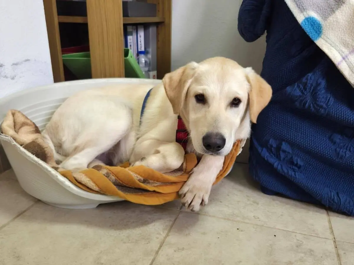 Adotta un cane, maschio, 1 anno e 7 mesi, Cagliari