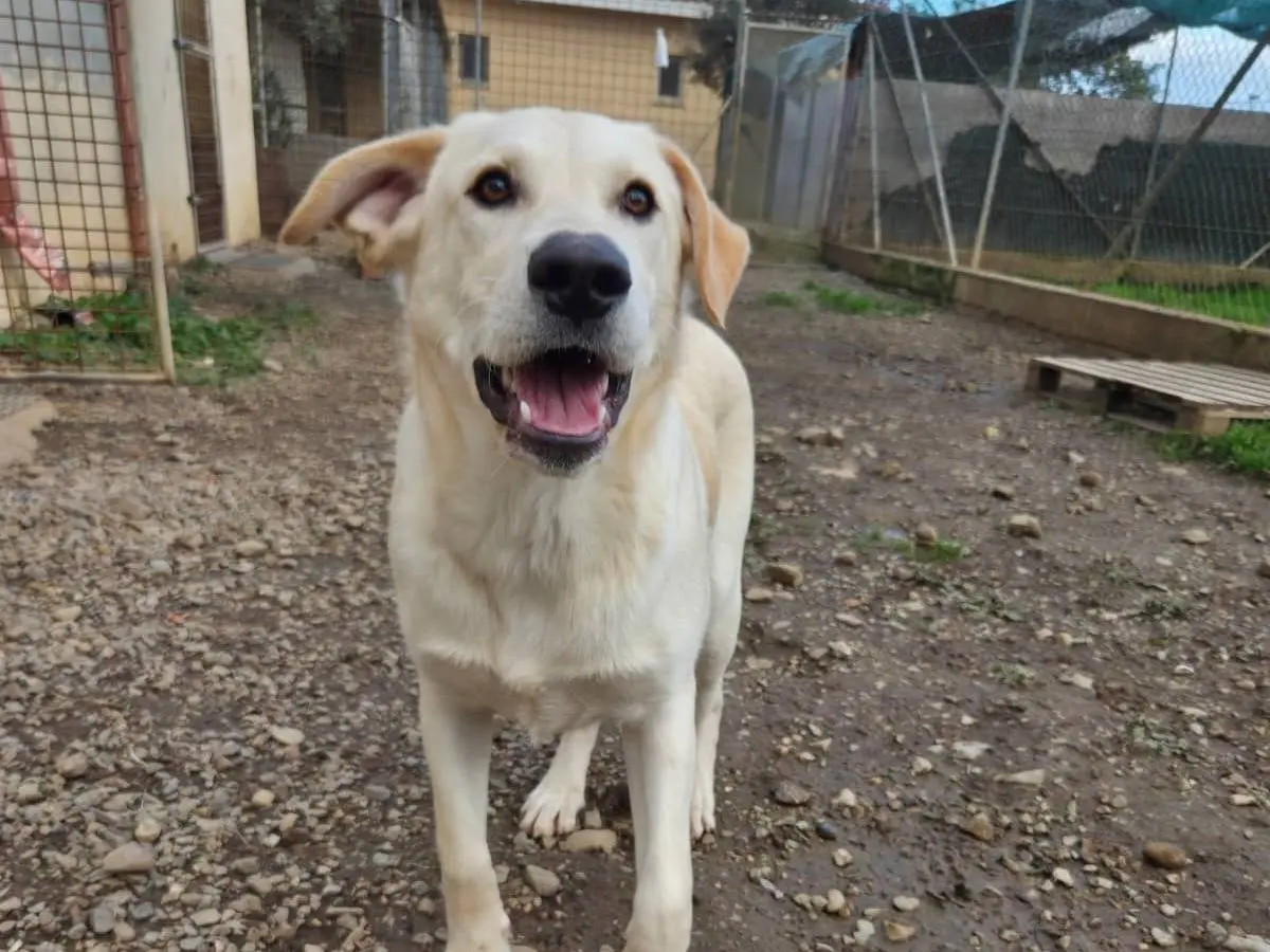 Adotta un cane, taglia media, maschio, Cagliari