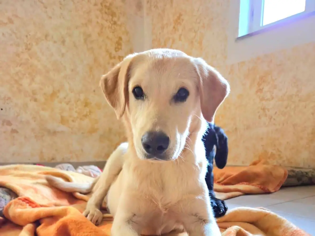 Adozione cane, maschio, Labrador Retriever Razza sconosciuta, 1 anno e 7 mesi, taglia media, Cagliari
