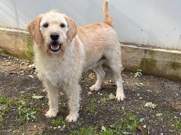 Adozione cane, maschio, Spinone Razza sconosciuta, 7 anni e 9 mesi, taglia media, Frosinone