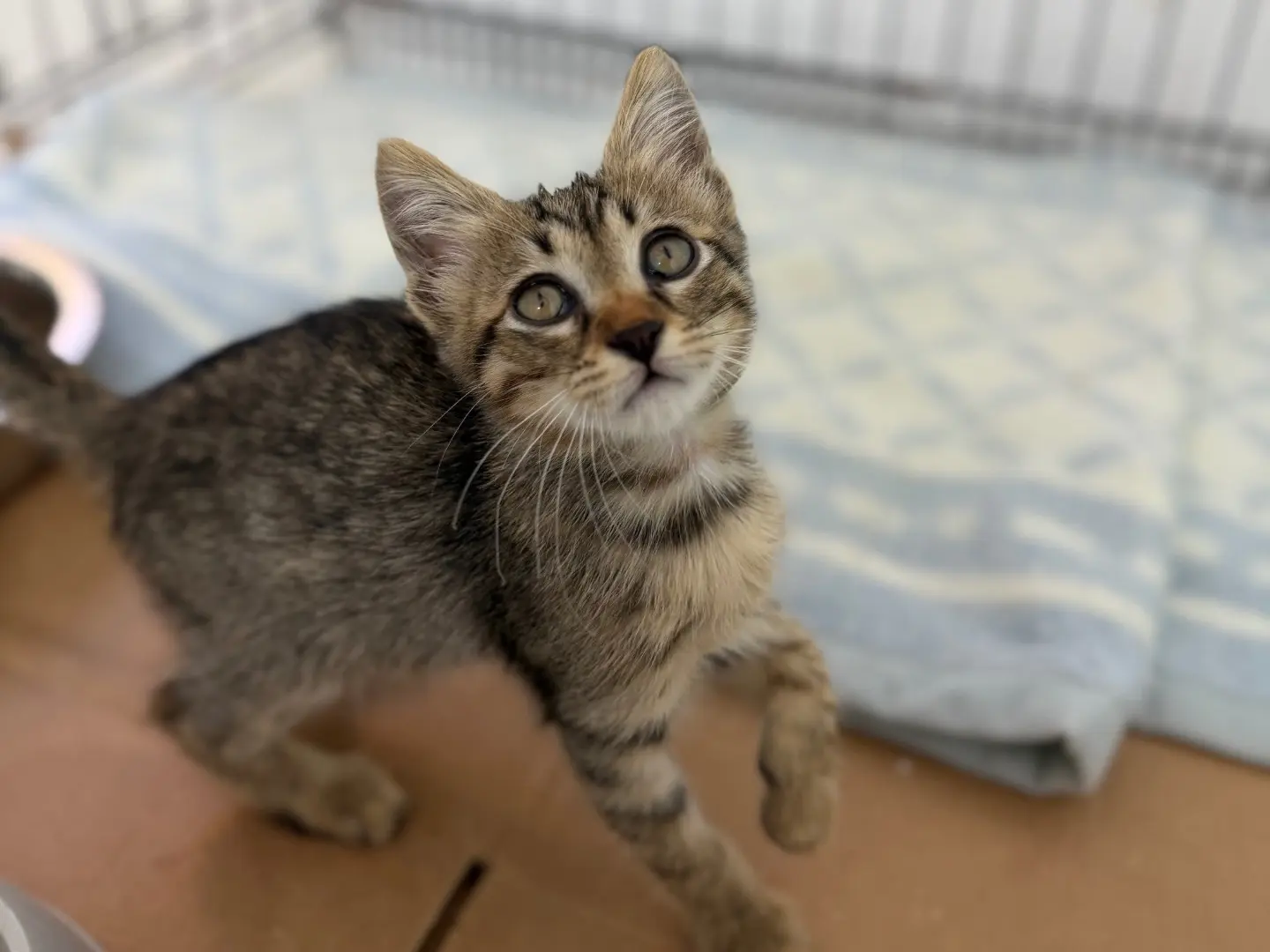 Adozione gatto, femmina, Razza sconosciuta Razza sconosciuta, 2 mesi, taglia non valida, Messina