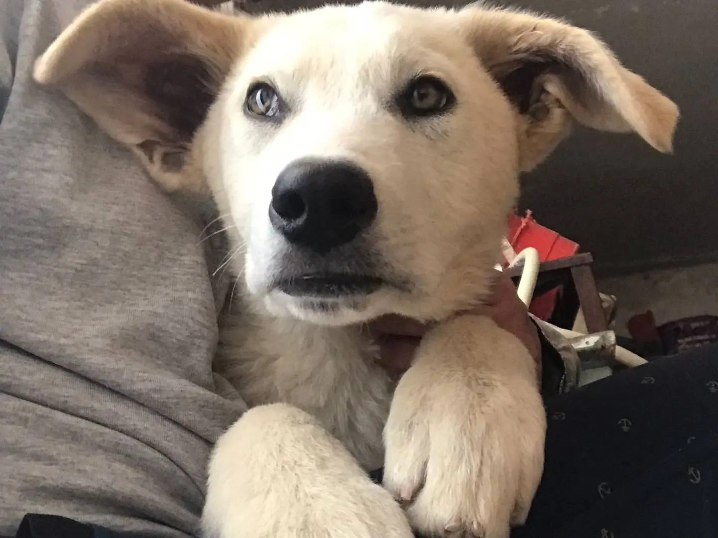 Adozione cane, maschio, Razza sconosciuta Razza sconosciuta, 4 anni e 9 mesi, taglia media, Monza