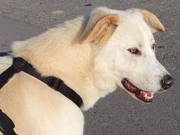 Adotta un cane, maschio, 4 anni e 9 mesi, Monza