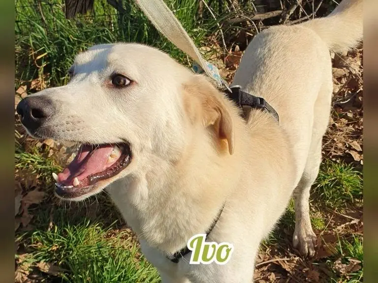 Vuoi adottare un cane a Monza?