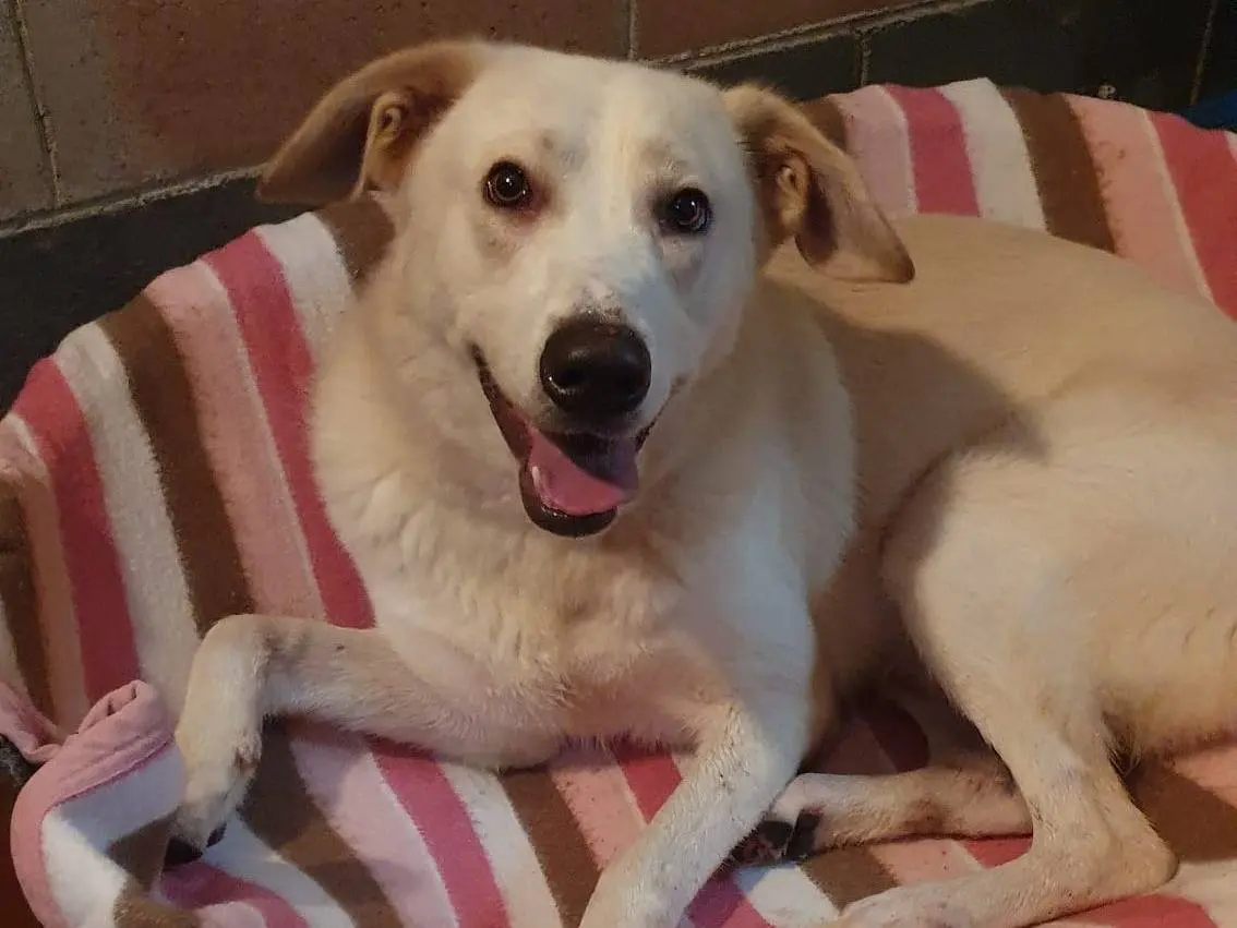 Adotta un cane, taglia media, maschio, Monza