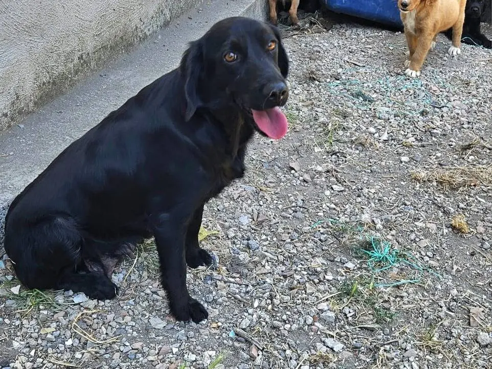 Foto 2 dell'animale