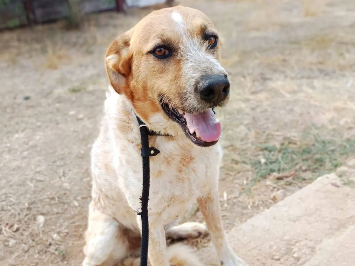 Adotta il cane Jungle a Bologna