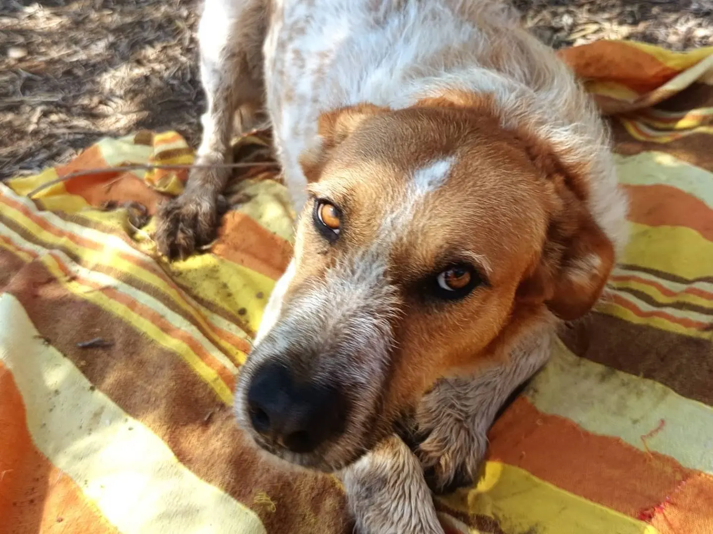 Adotta un cane, taglia media, maschio, Bologna