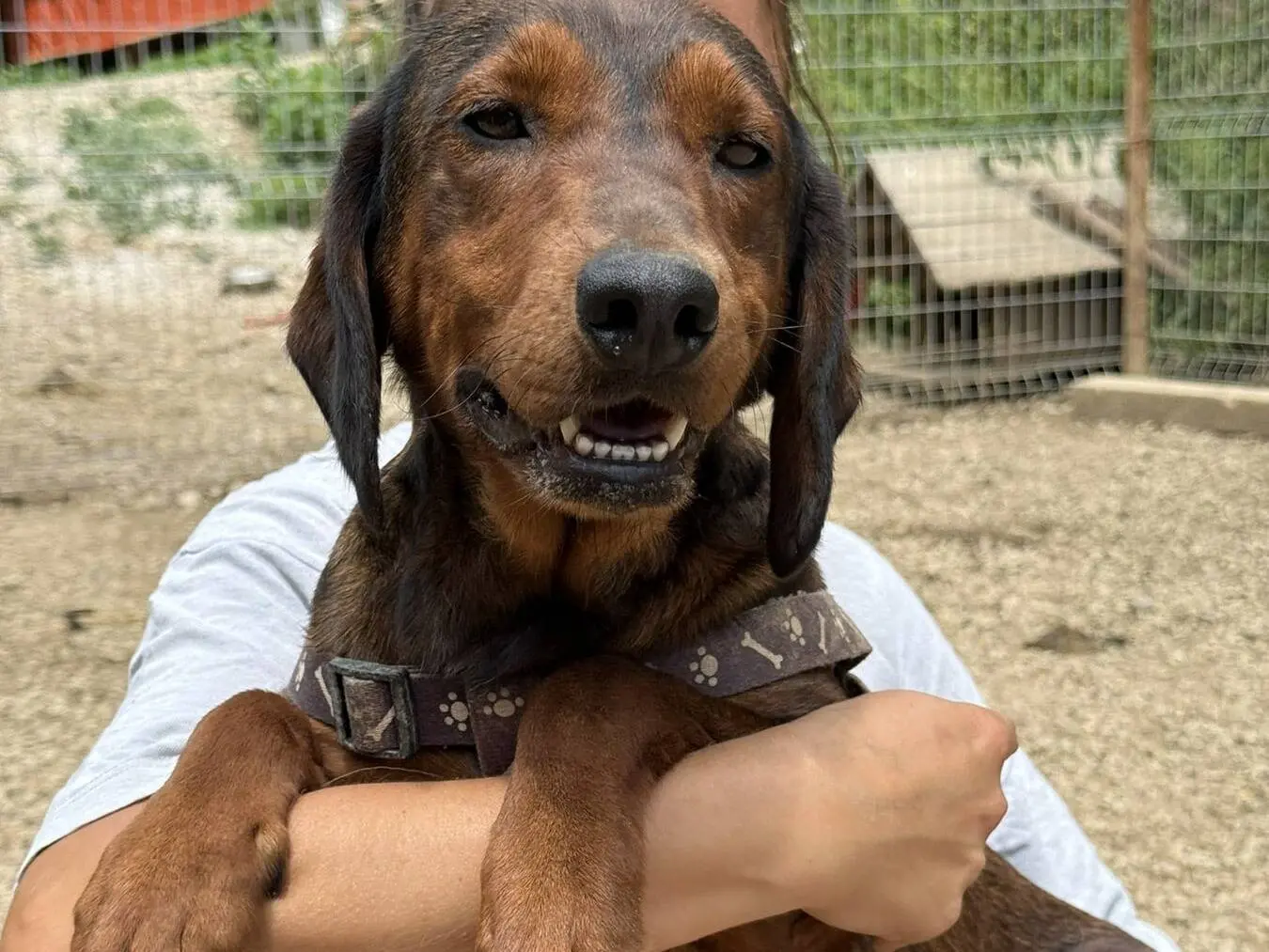 Adotta un cane, taglia media, femmina, Firenze