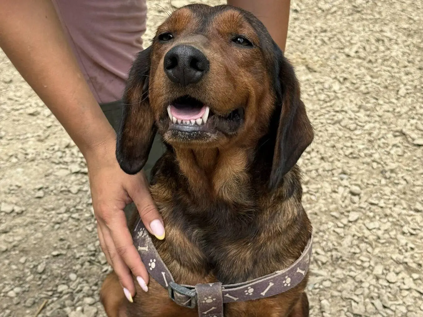 Vuoi adottare un cane a Firenze?