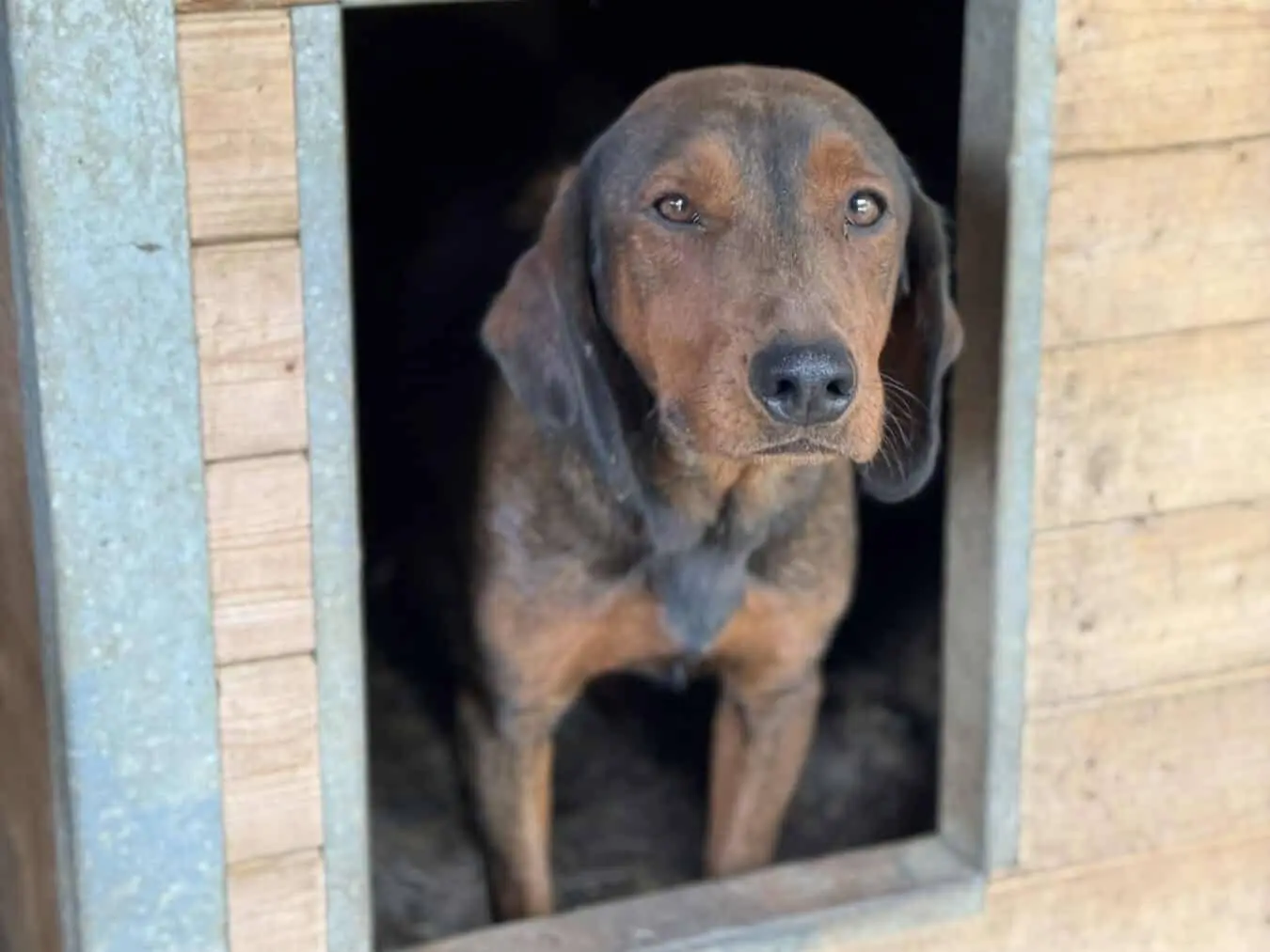 Adotta il cane NOXY a Firenze